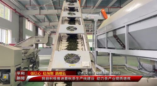 平利县积极推进夏秋茶生产线建设 助力茶产业提质增效